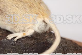 Mouse-Mus musculus 0041